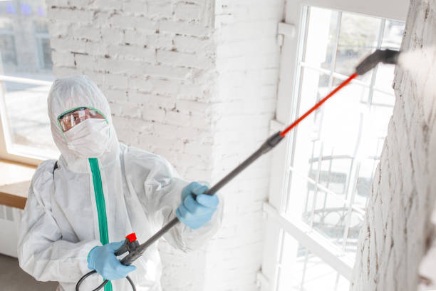 Best Basement Mold Removal  in Plainview, NY